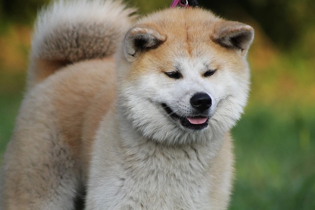 Akita Inu Hakkında Her Şey