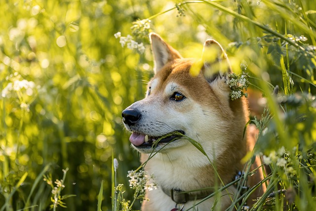 Akita Inu Hakkında Her Şey